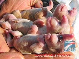 ลูกหมาท้องแรก สุดแปลก 3 ตัวประหลาด หน้าเ