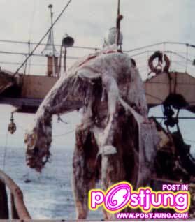 โครงกระดูกประหลาด