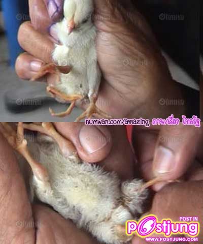ลูกไก่ แปลก