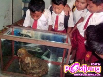 หัวเป็นคนตัวเป้นงู