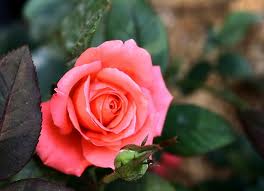 ดอกไม้นานาพันธุ์