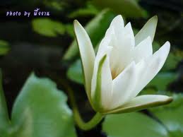 ดอกไม้นานาพันธุ์