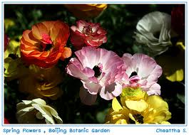 ดอกไม้นานาพันธุ์
