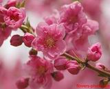 ดอกไม้นานาพันธุ์