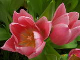 ดอกไม้นานาพันธุ์