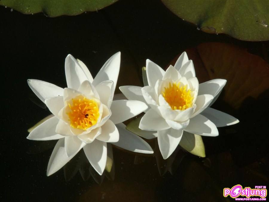 ดอกไม้นานาพันธุ์