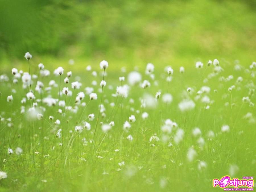 ดอกไม้นานาพันธุ์