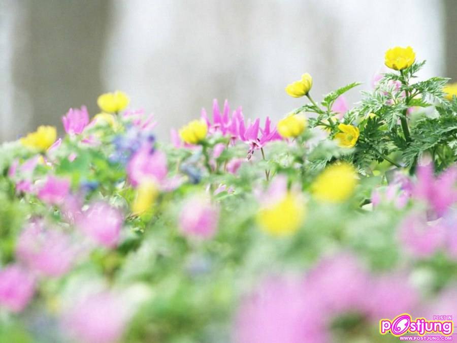 ดอกไม้นานาพันธุ์