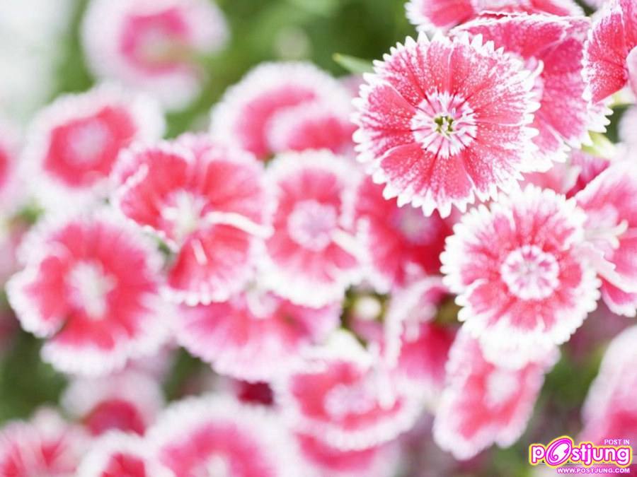 ดอกไม้นานาพันธุ์