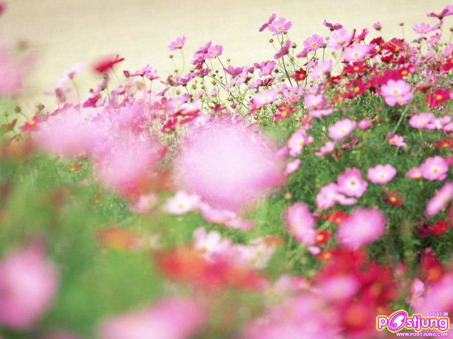 ดอกไม้นานาพันธุ์