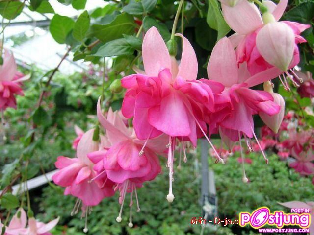 ดอกไม้นานาพันธุ์
