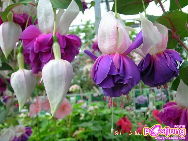 ดอกไม้นานาพันธุ์