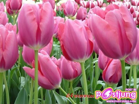 ดอกไม้นานาพันธุ์