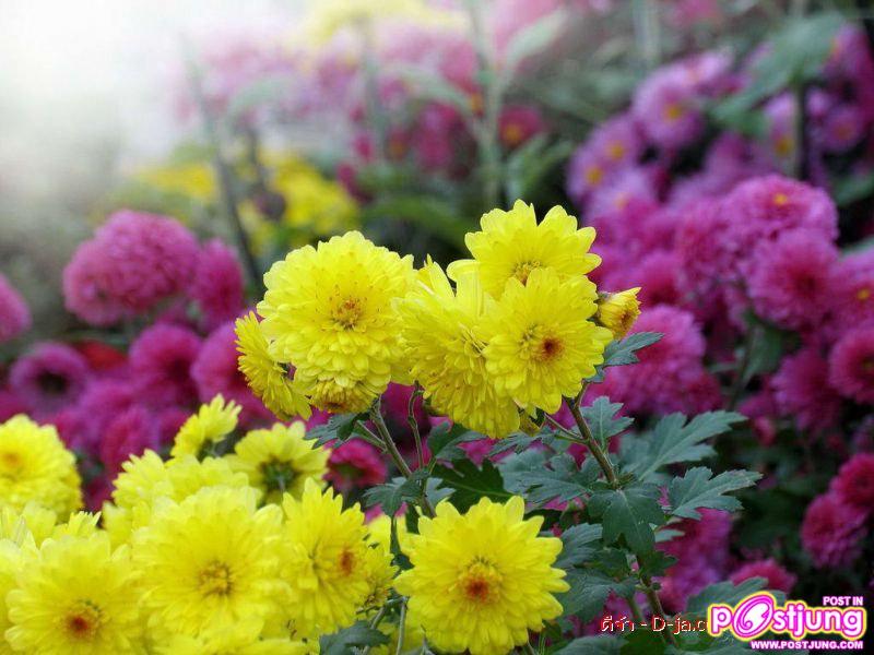ดอกไม้นานาพันธุ์