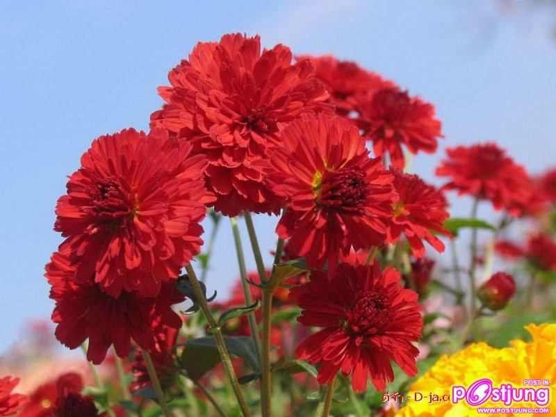 ดอกไม้นานาพันธุ์