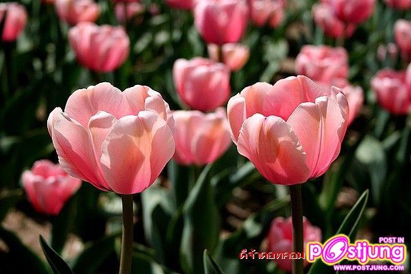 ดอกไม้นานาพันธุ์