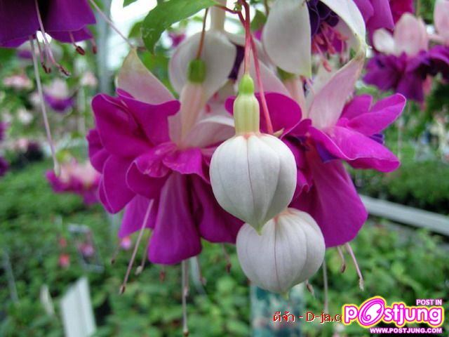 ดอกไม้นานาพันธุ์