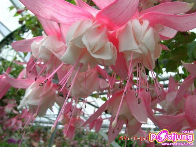 ดอกไม้นานาพันธุ์