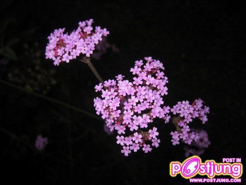 ดอกไม้นานาพันธุ์