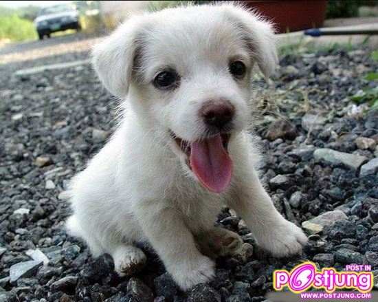 น้องหมา