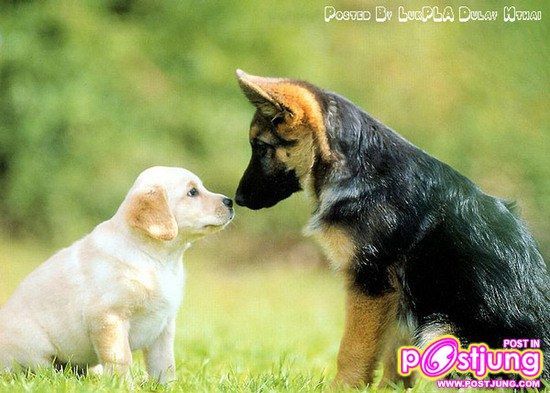น้องหมา