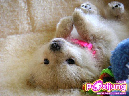 น้องหมา