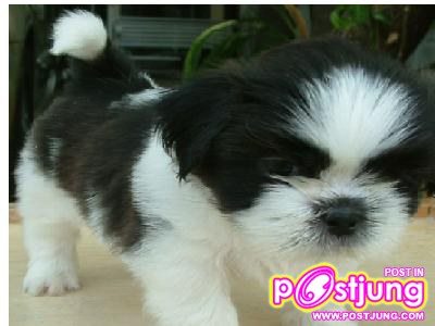 น้องหมา