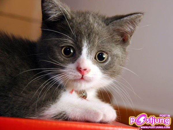 น้องหมา