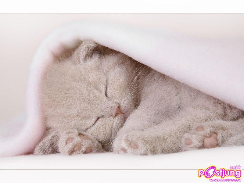 รวมมิตรสัตว์น่ารัก