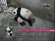 หลินปิง เล่นอะรัยหว่า อิอิ555+++