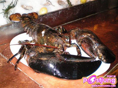 อันดับ 10: กุ้งมังกร อายุขัย 140ปี