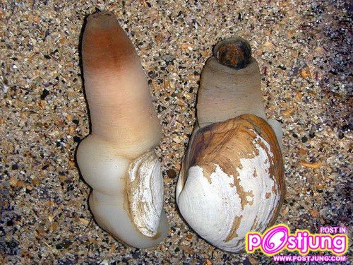 อันดับ 9:หอยกูอี้ดั๊ก อายุขัย 160 ปี