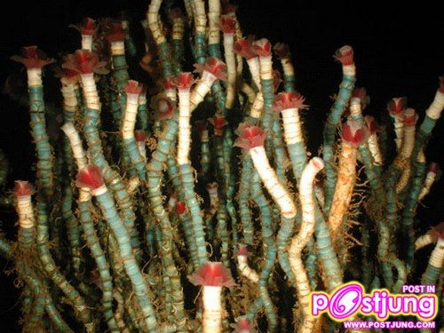 อันดับ 8: หนอนท่อ อายุขัย: 170 ปี
