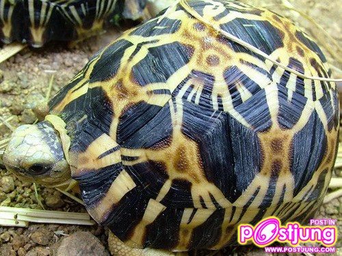 อันดับ 7: เต่าเรเดียต้า อายุขัย: 180 ปี