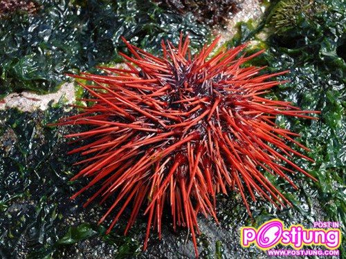 อันดับ 6: หอยเม่นแดง อายุขัย: 200 ปี