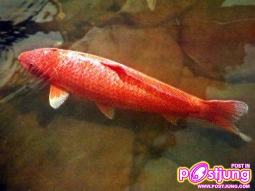 อันดับ 4: ปลาคาร์ฟ Koi-โคอิ อายุขัย:220