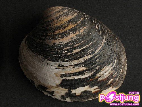 อันดับ 3: หอยทะเล อายุขัย: 410 ปี