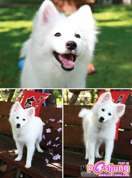 น้องหมาพันธุ์ Japanese Spitz คนชอบตุ๊กตา