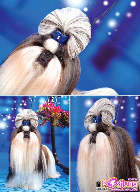 หมาพันธุ์ Shih Tzu สำหรับคนชอบแต่งตัว