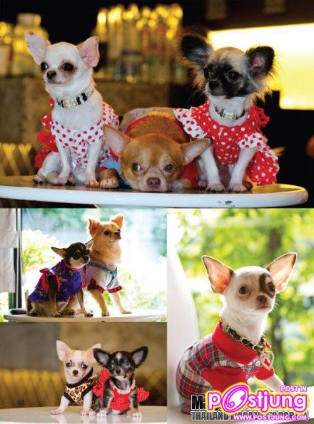 น้องหมา พันธุ์ Chihuahua
