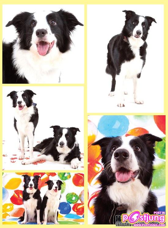 น้องหมา พันธุ์ Border Collie